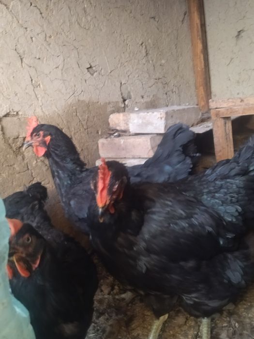 Гигант Кора Шахзода