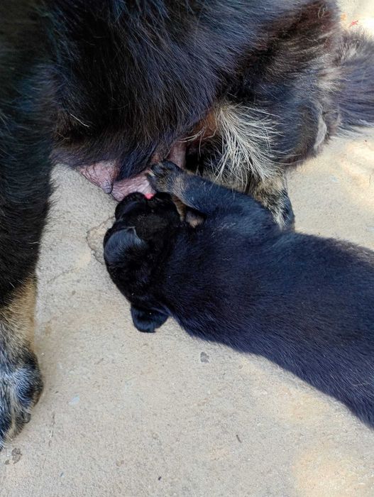 Catelusi pentru adoptie