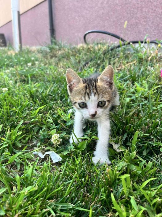 Малки котета.