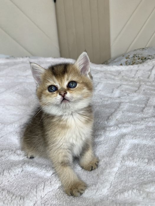 Чистокровные британские шиншиллы