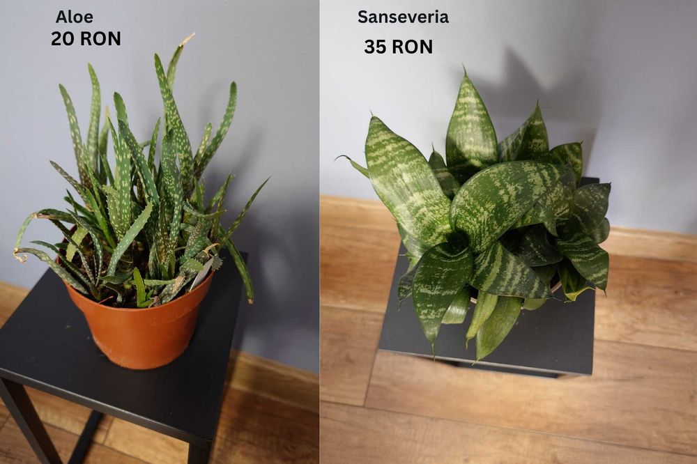 Plante de apartament