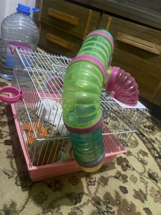 Сирийский хомяк с клеткой