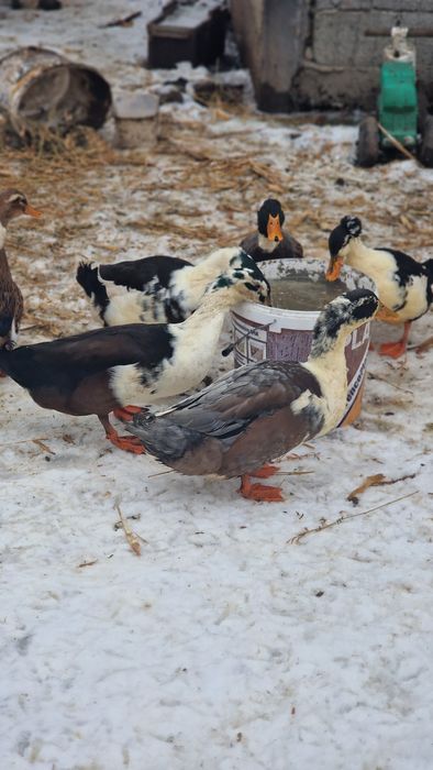 De vanzare   rățoi