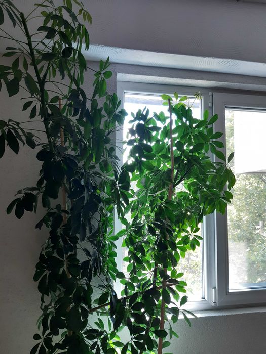 Стайно цвете Шефлера в саксия