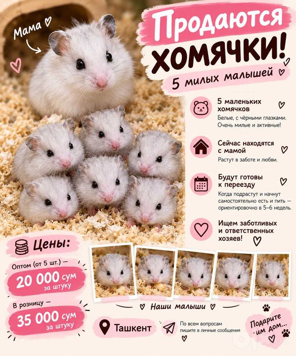 Продаются хомяки малыши