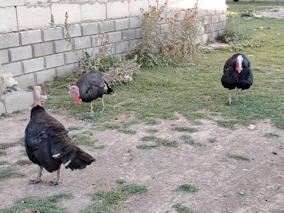 Продам.  Индуков