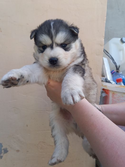 Щенки в добрые руки