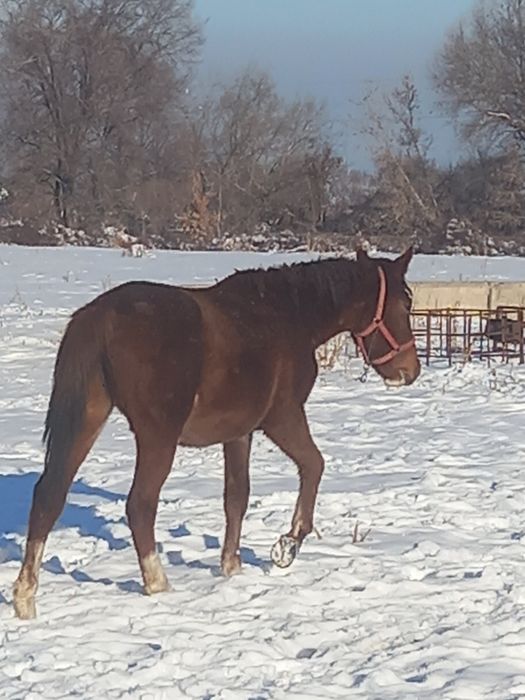 Баитал сатылады Продам кобылу 2 годаа