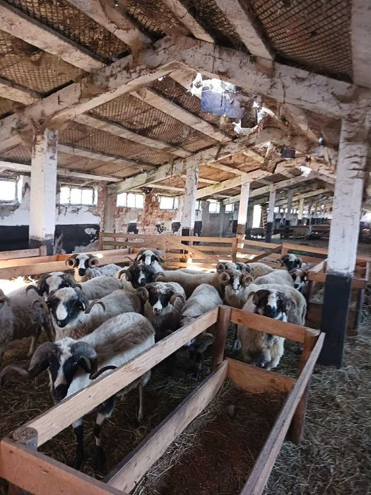 Vand Berbeci cu sau fara certificat de origine