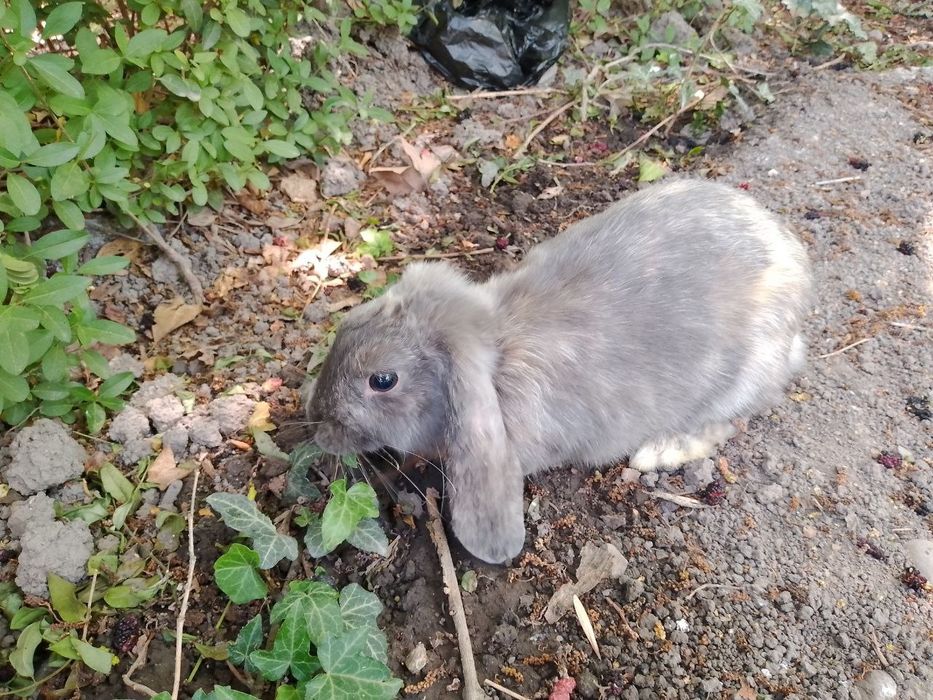 Декоративный кролик