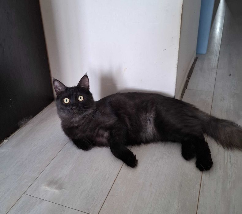 Отдам в добрые руки кота