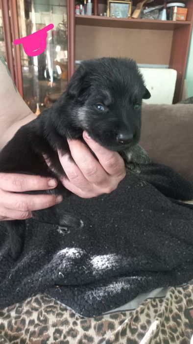 Готовятся к продаже щенки ВЕО