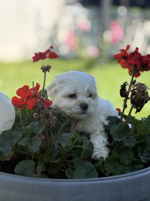 Bichon Maltez Mascul 5 saptamani