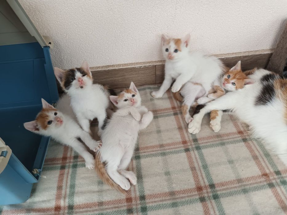 pui de pisica spre adoptie
