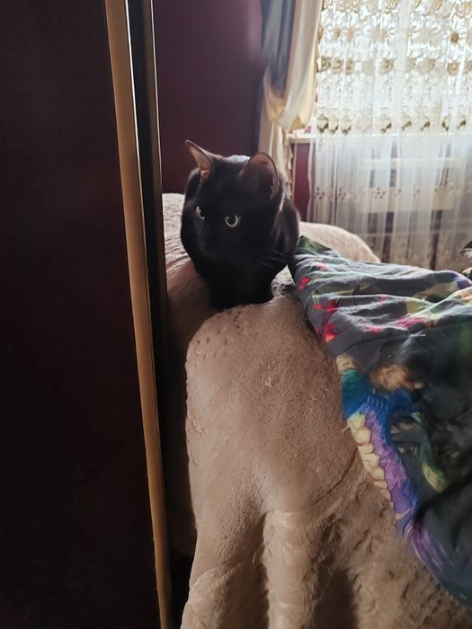 МаленькаяЧЕРНАЯ Пантера  -Бенгальская