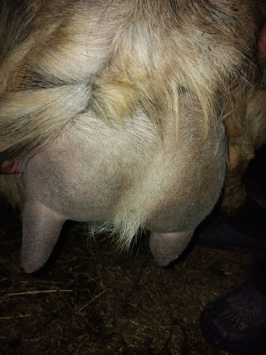 Vând capre bune de lapte