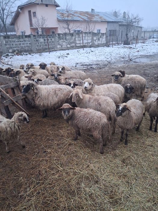 Mielute de anul trecut de vanzare