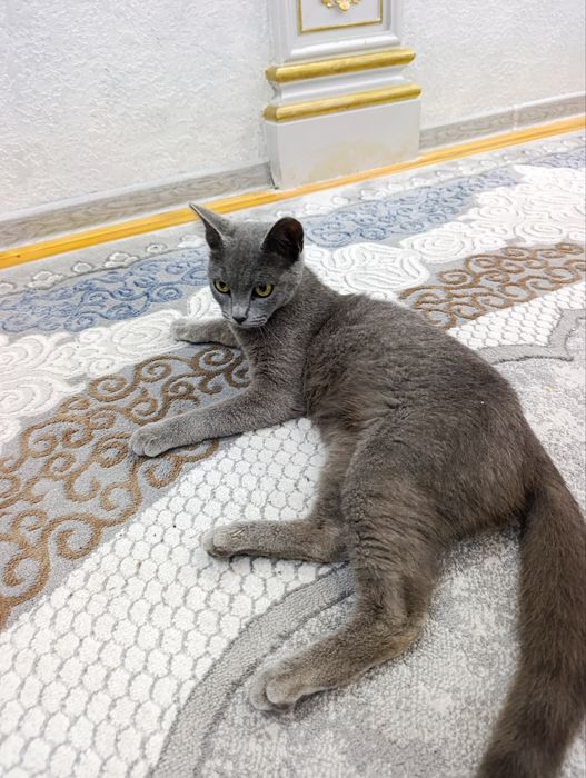 Scottish fold sotiladi. Kelishitirib beriladi