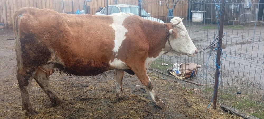 Vând vacă gestantă