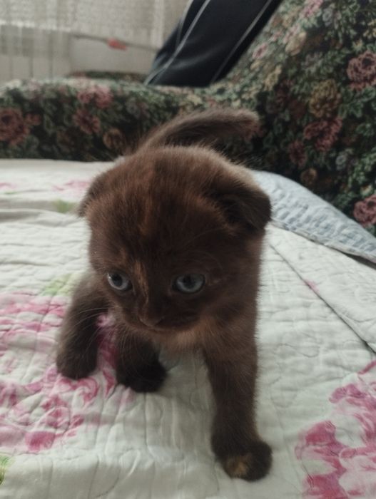 Шотландские вислоушки