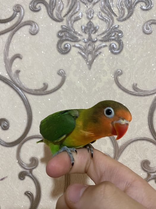 Ruchnoy qushlar sotiladi