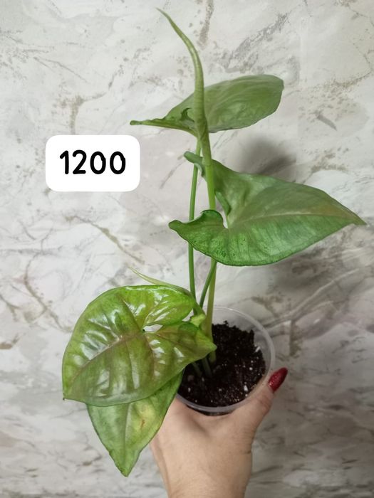 Продам сингониумы