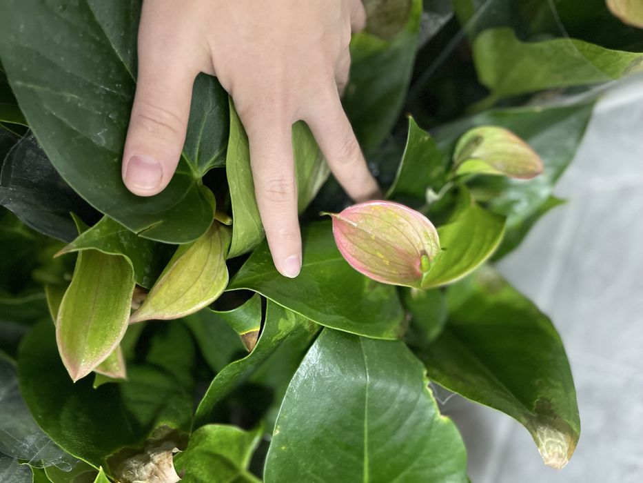 Мужское счастье розового цвета