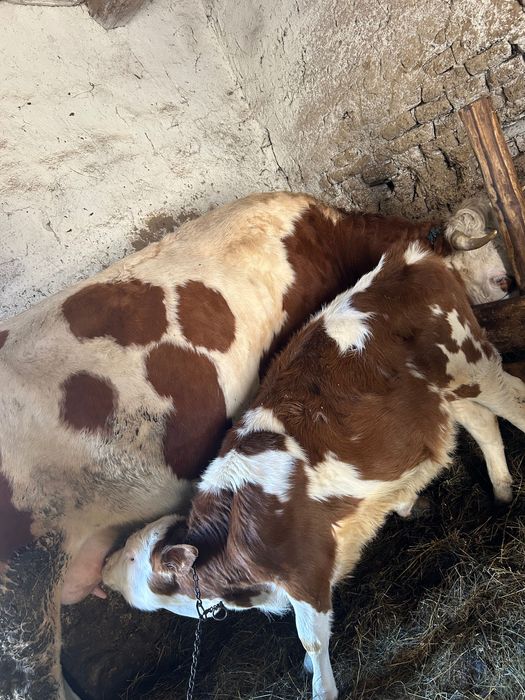 Vând vitea, bălțata românească