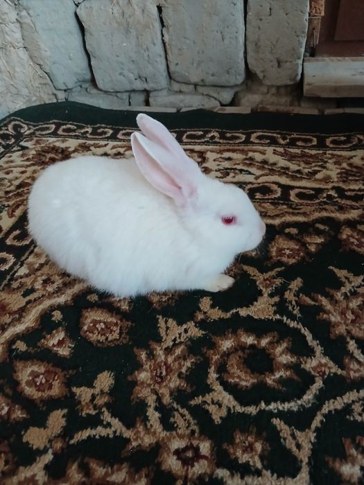 Продаются кролики