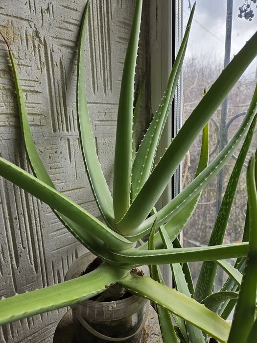 Декабрист ,алое  растение