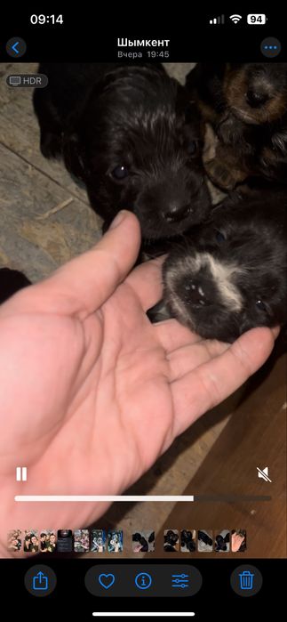 Щенки спаниеля.