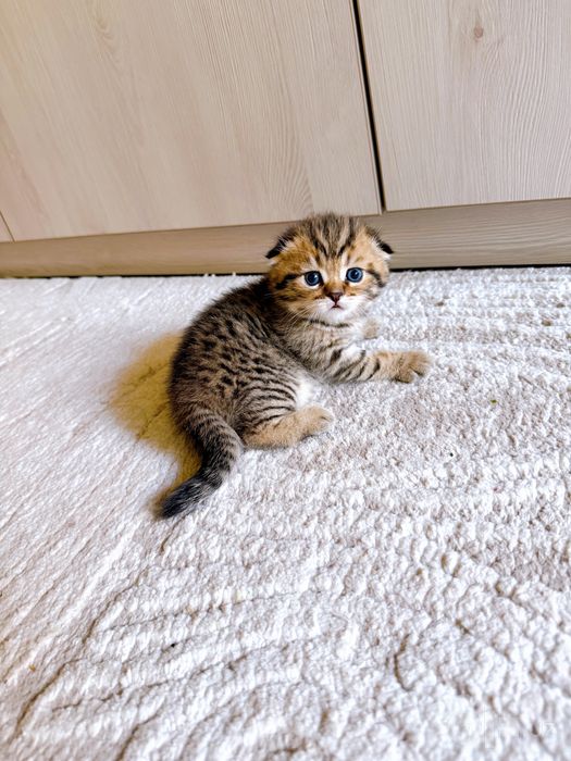 Скоттиш фолд девочка