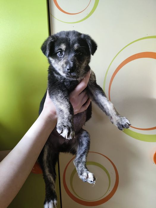 Отдам в добрые руки щенка