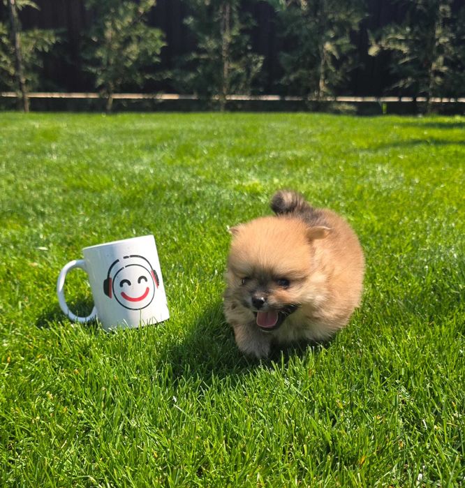 Puiut Pomeranian