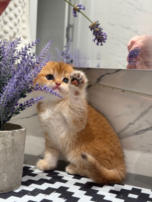 Породистые милые котята