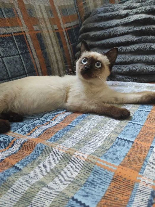 Котенок  мальчик