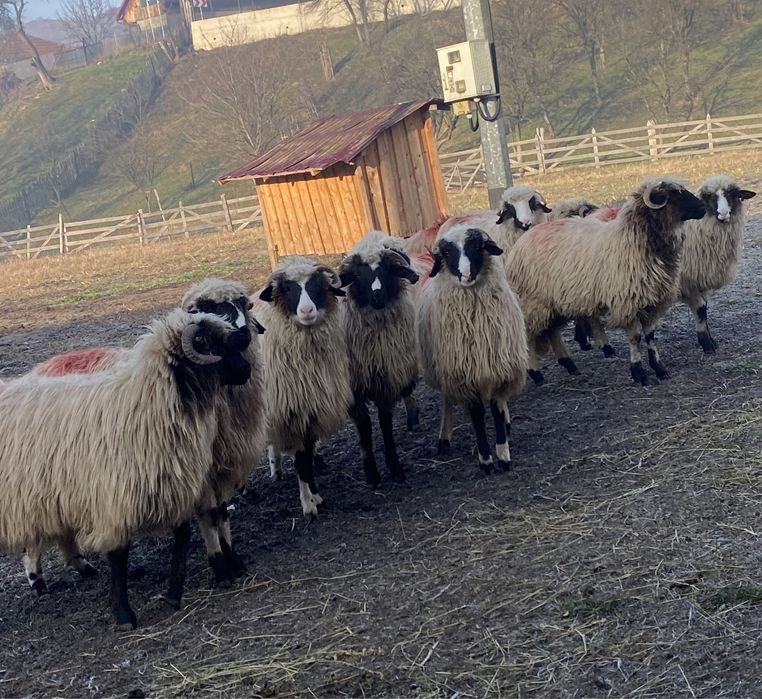 Miele breze de vânzare