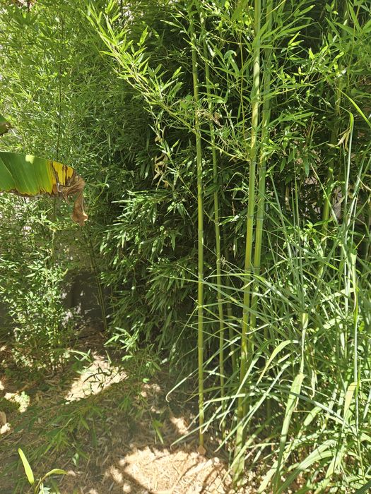 Bananieri / Bambus ornamental