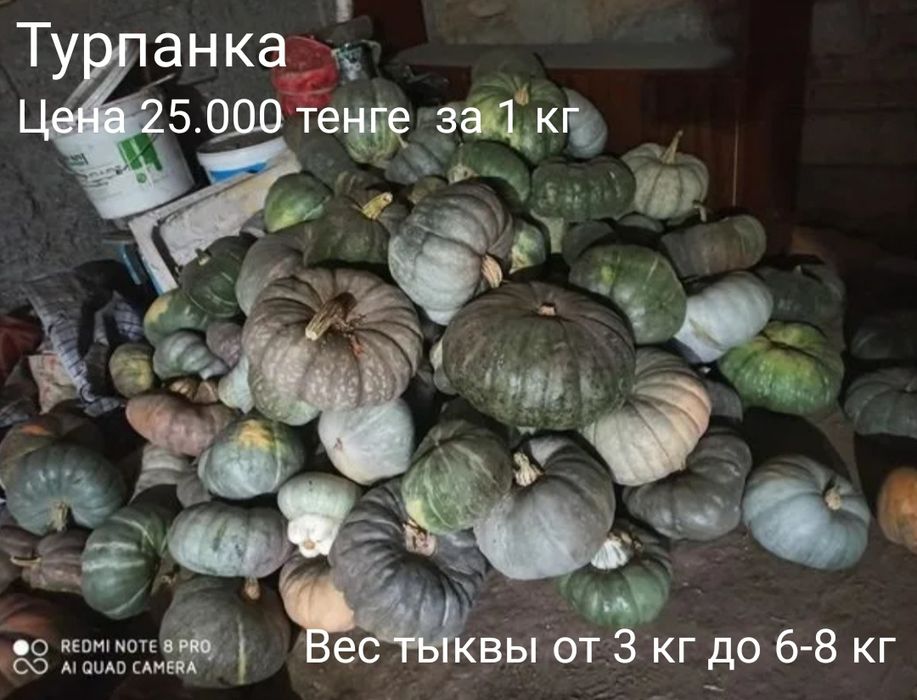 Тыква семена разные сорта