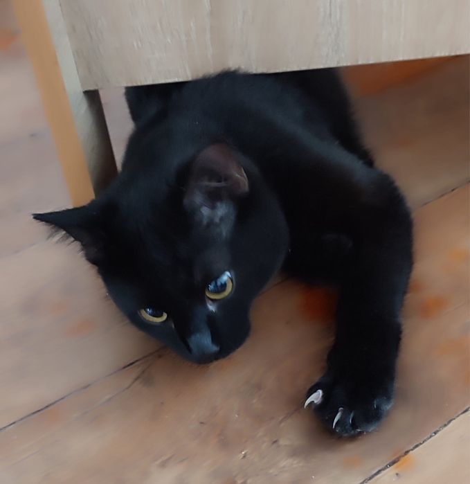 Котик в добрые руки !