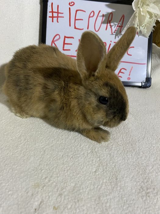 Iepurași Rex pitic disponibili ! Timisoara • OLX.ro