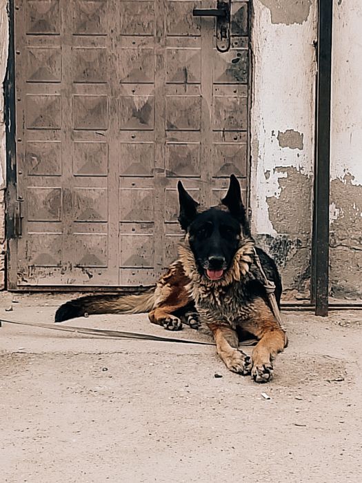 Неміс офчарка, немецкий офчарка