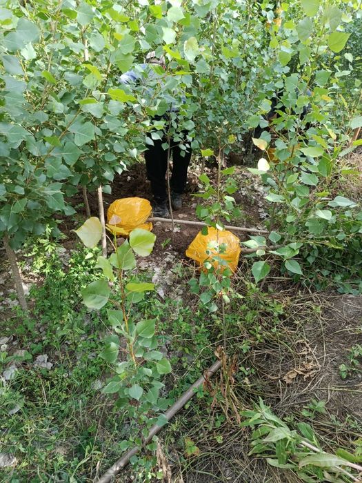 Тополь пирамидальный (Populus pyramidalis)