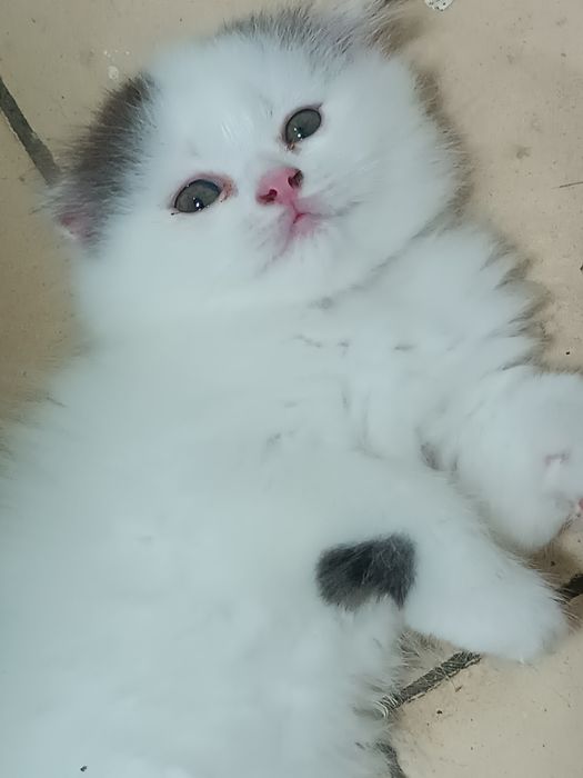 Продам Вислоухие котята