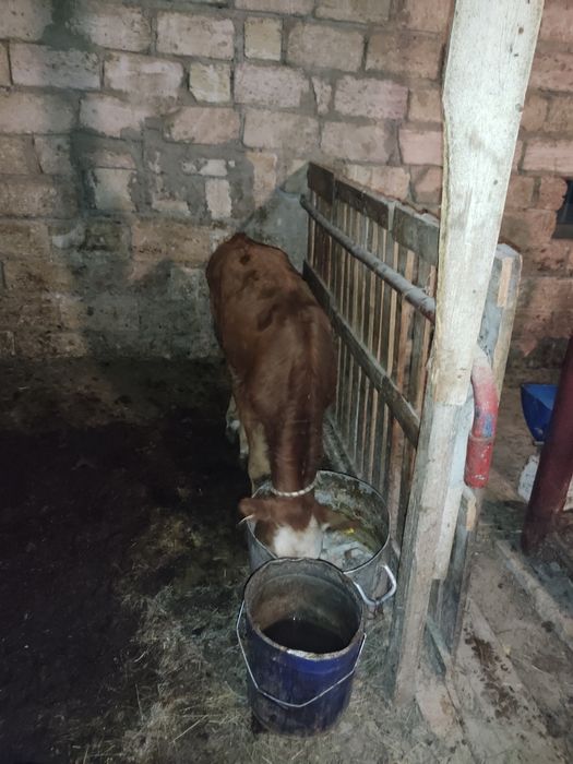 Буаз сиыр сатылады