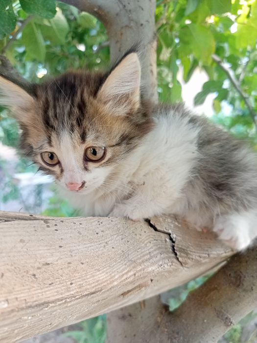 Котята 2 месяца, пушистые