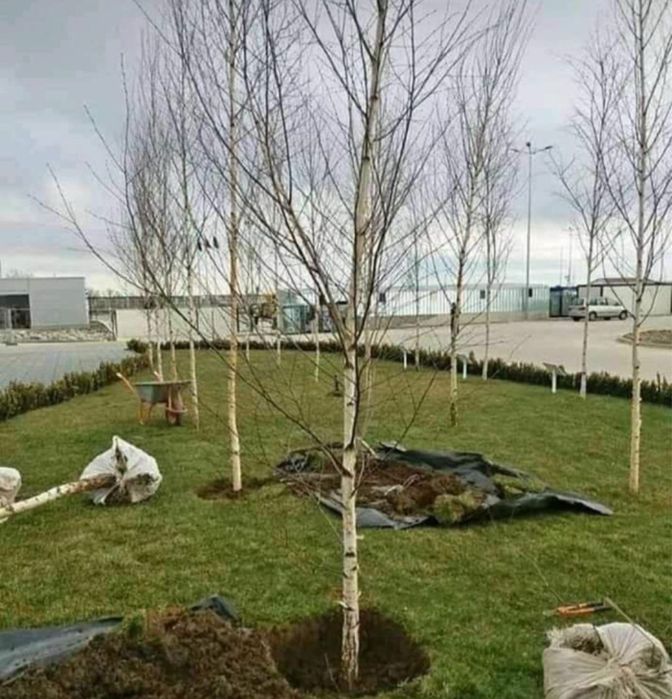 Mestecan tei platan 3 m 6’