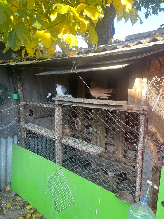 Porumbei de vânzare