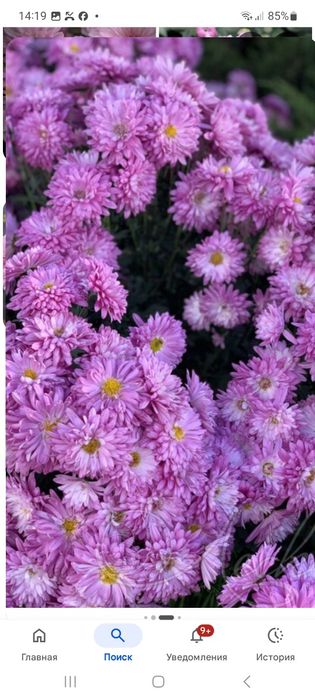 Луковицы лилии,черенки хризантемы.