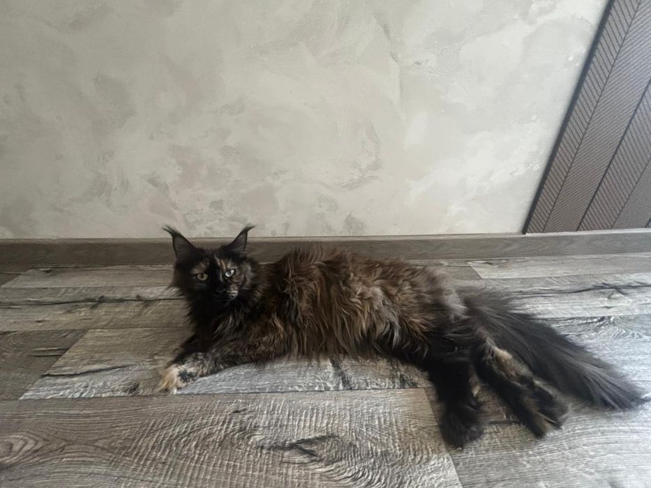 Мейн Кун полидакт